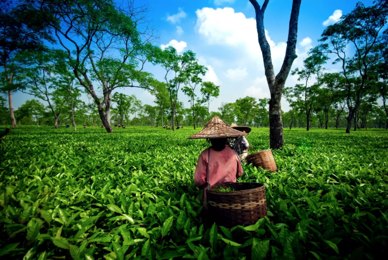 Complete Travel Guide to Assam: Budget Insights and Must-Visit Destinations