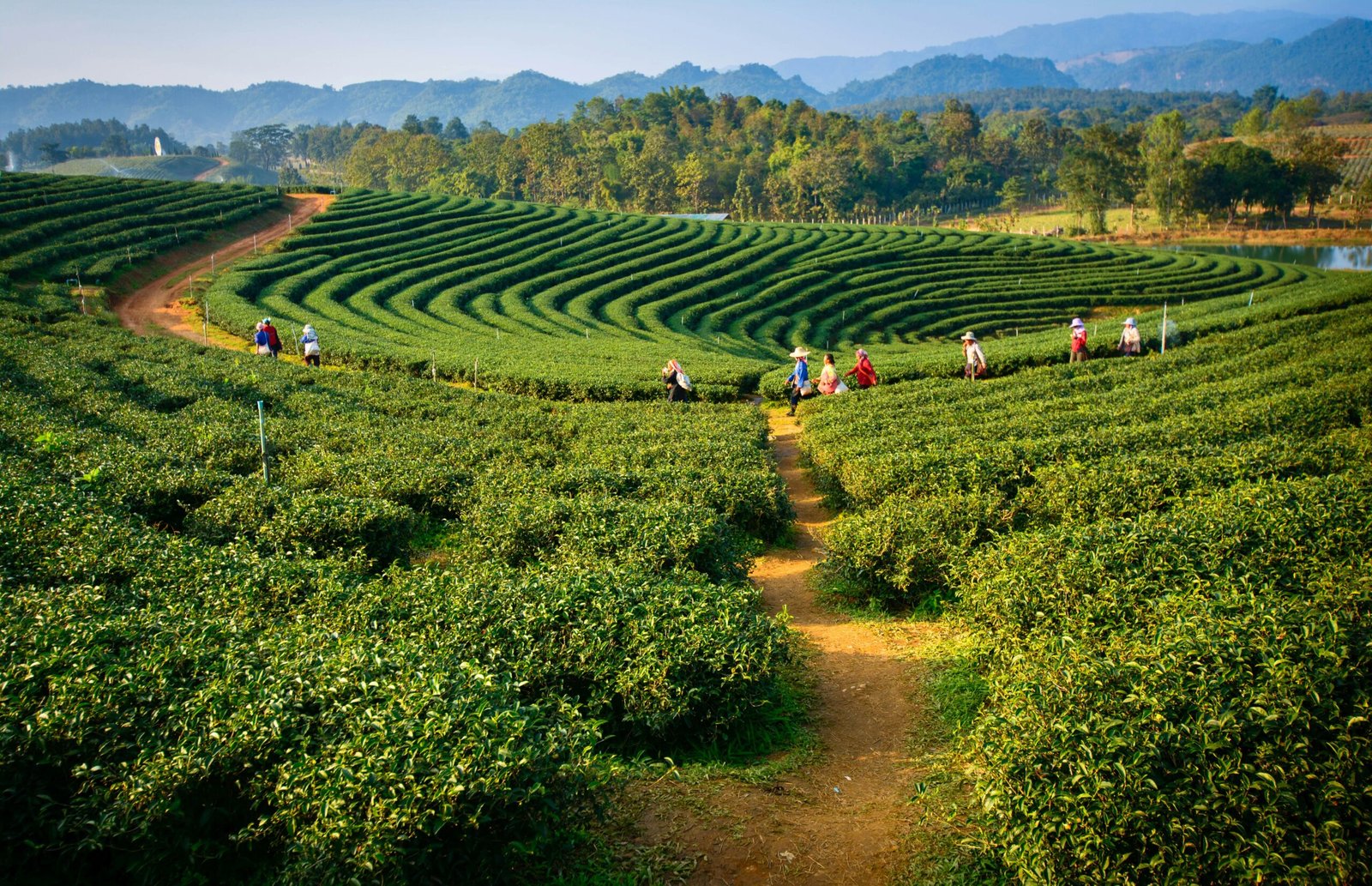Complete Travel Guide to Assam: Budget Insights and Must-Visit Destinations