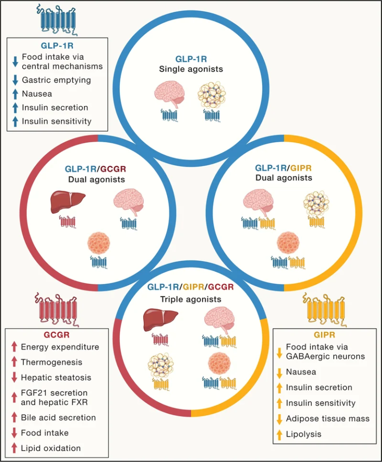 The Evolution of GLP-Based Peptide Research: From Semaglutide to Next-Generation Multi-Target Compounds
